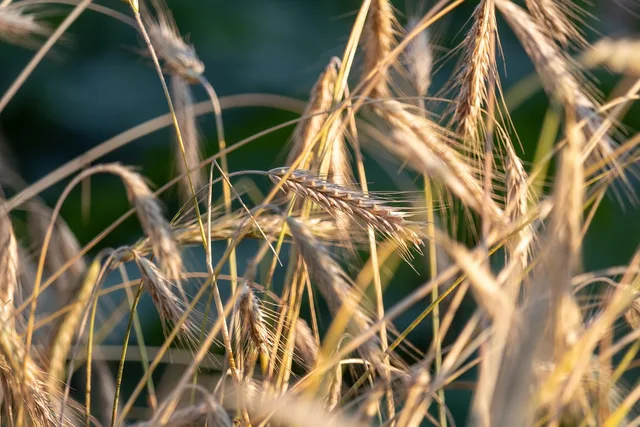 rye, corn, harvest, organic, macro, rye, corn, corn, corn, corn, corn. What USDA organic and FDA health claim rules require of virtual food brands on US labels